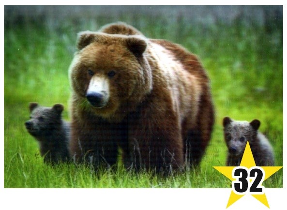Магнит 3D 10х15 №32 Медведица и медвежата слева и справа на зеленом - фото 4687