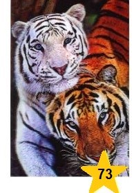 Магнит 3D 10х15 №73 Тигры бел и рыж - фото 4692
