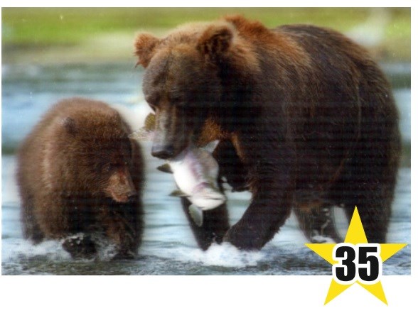 Магнит 3D 10х15 №35 Медведица с рыбой и медвеж. - фото 4972