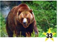 Магнит 3D 10х15 №33 Медведь один на зеленом - фото 4683